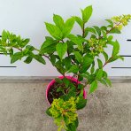 Hortenzia metlinatá (Hydrangea paniculata) ´VANILLE FRAISE´® - výška 20-30 cm, kont. C2L